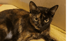 Millie image 1