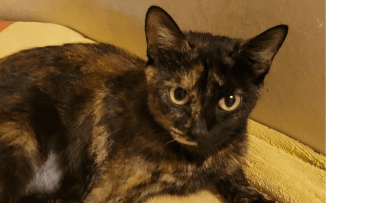 Millie - Domestic Short Hair