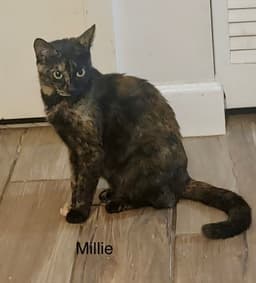 Millie image 2