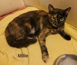 Millie image 3