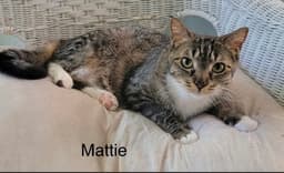 Mattie image 1