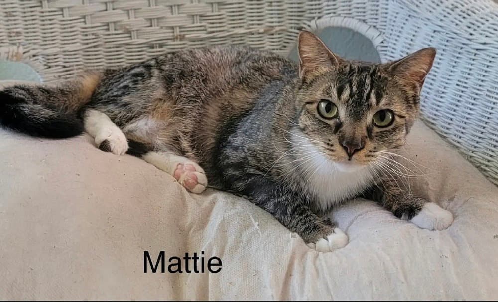 Mattie - Domestic Short Hair