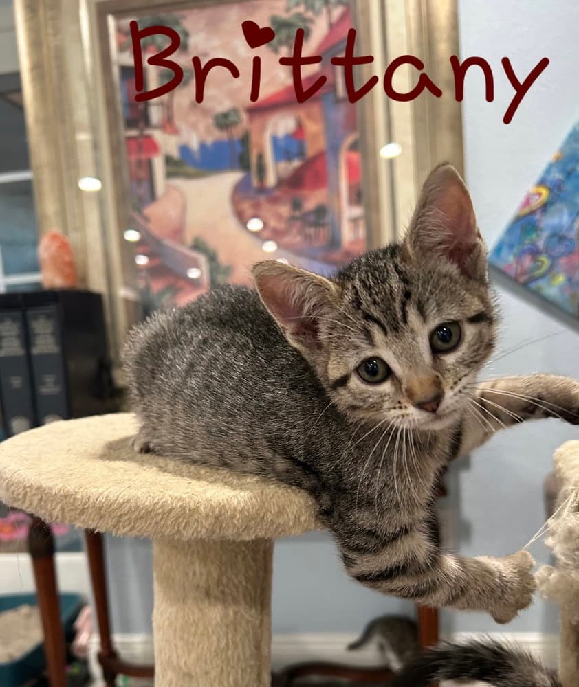 Brittany - Domestic Short Hair