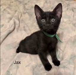 Jax image 1