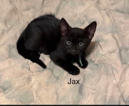 Jax image 2