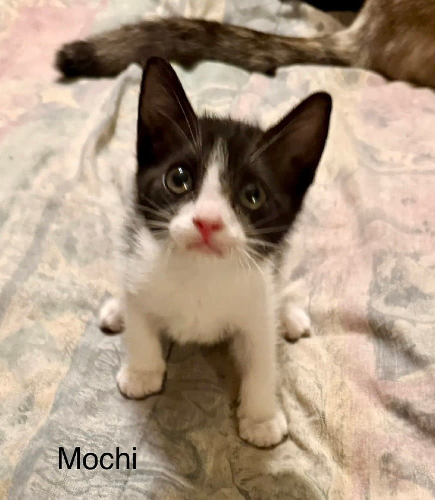 Mochi - Domestic Short Hair