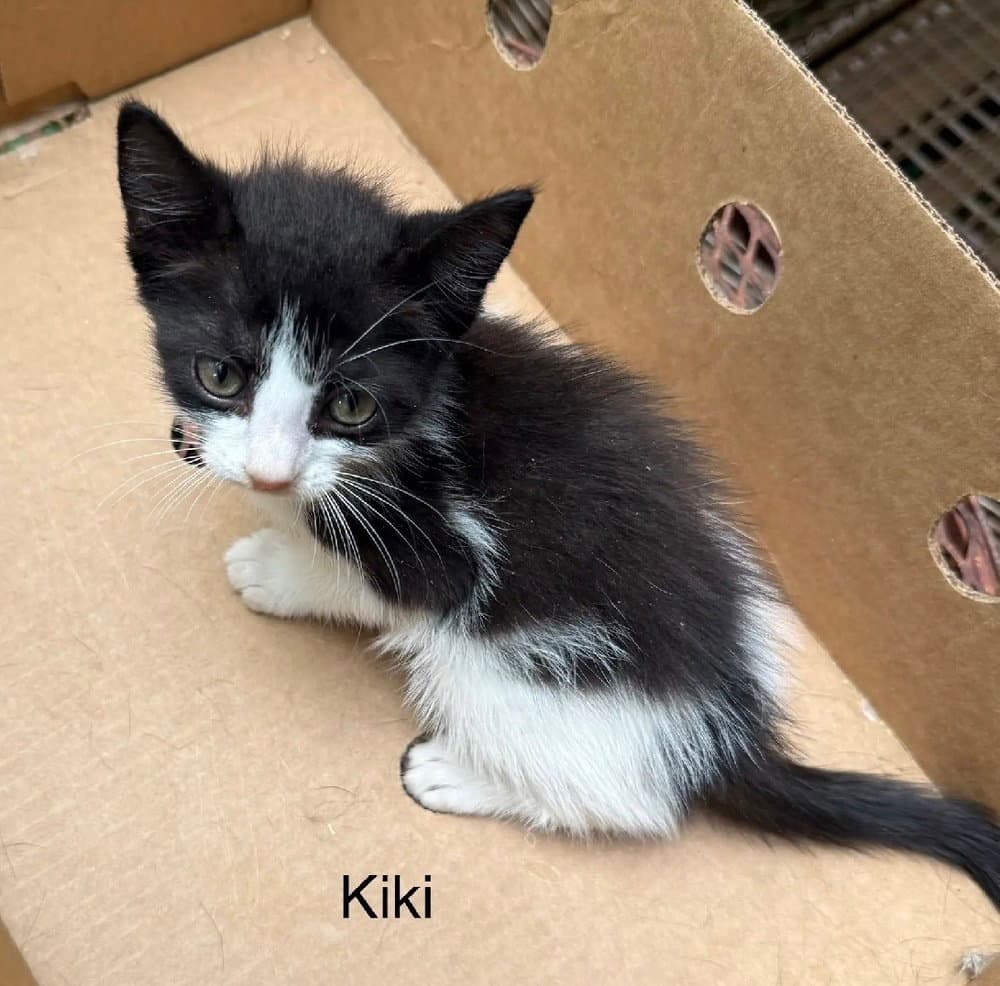 Kiki - Domestic Short Hair