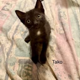 Tako image 1