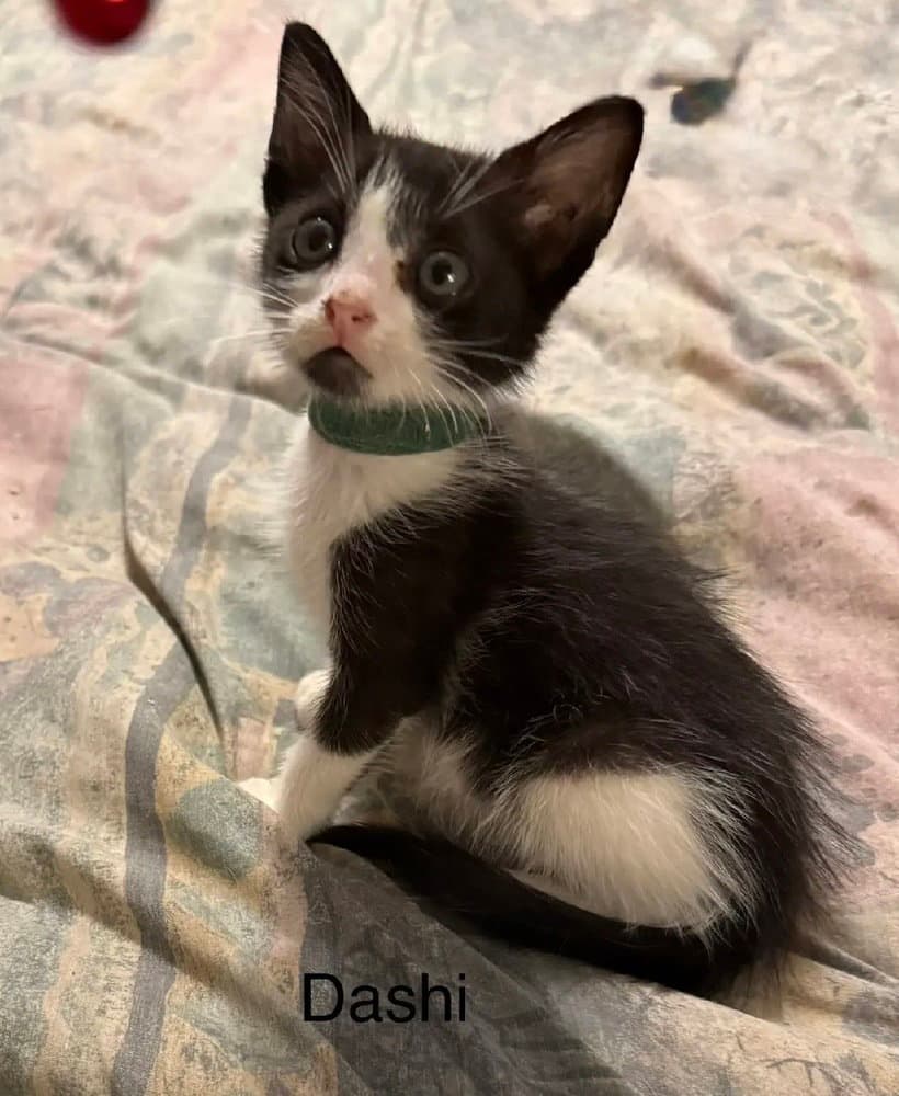 Dashi - Domestic Short Hair