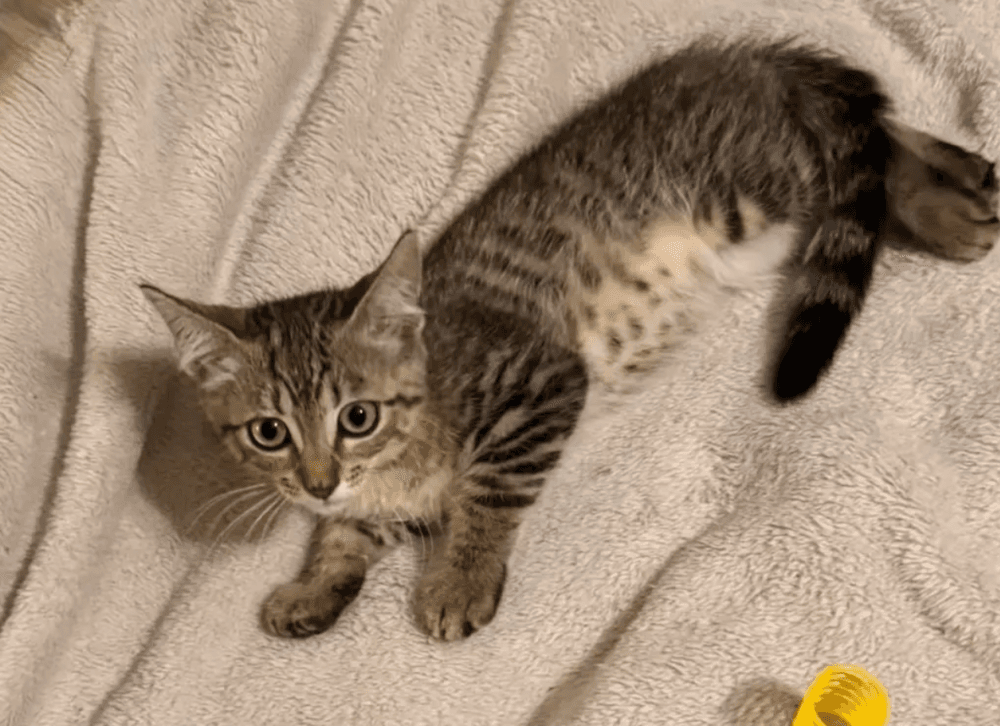 Bardmoor - Domestic Short Hair