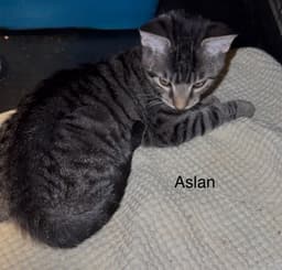 Aslan image 1
