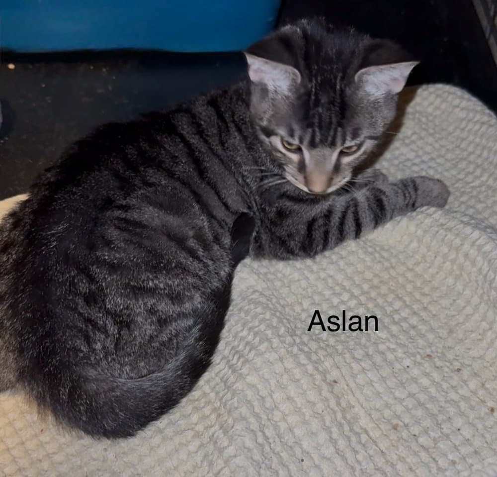Aslan - Domestic Short Hair