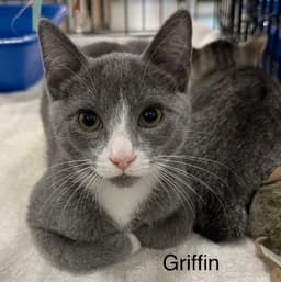 Griffin image 1