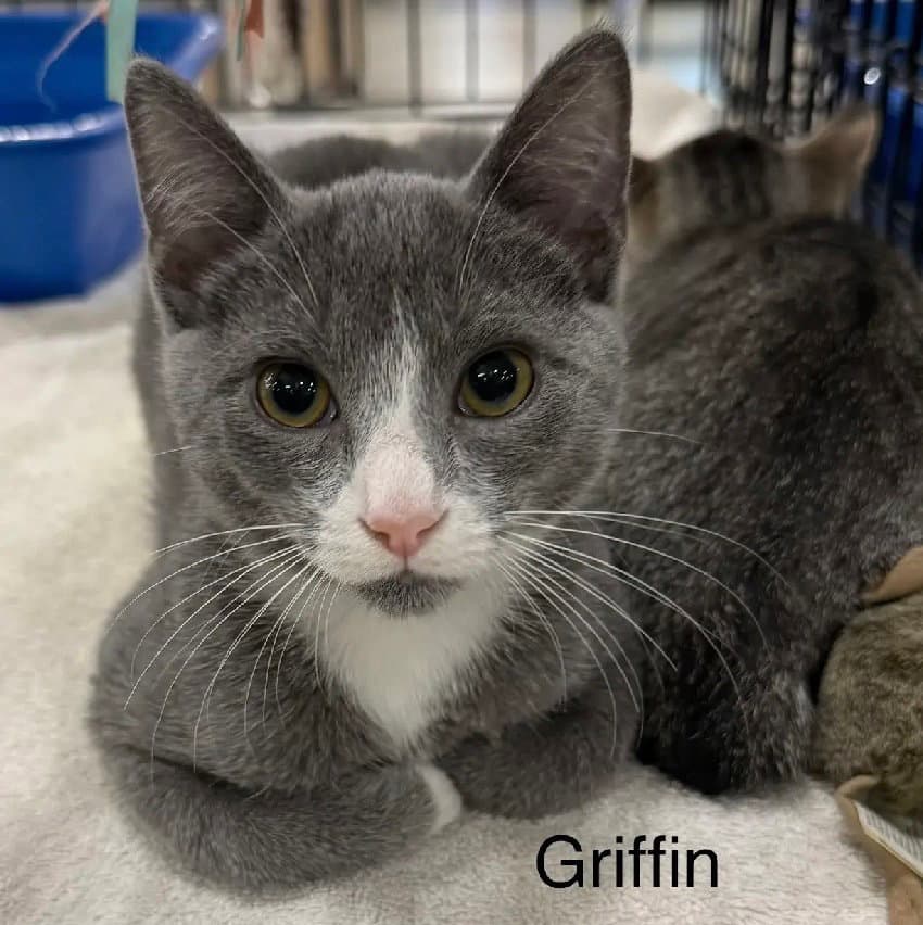 Griffin