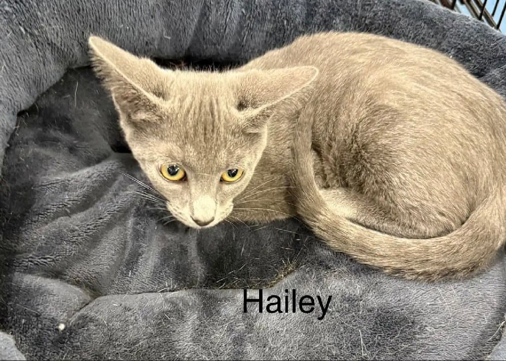 Hailey - Domestic Short Hair