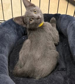Laci image 1