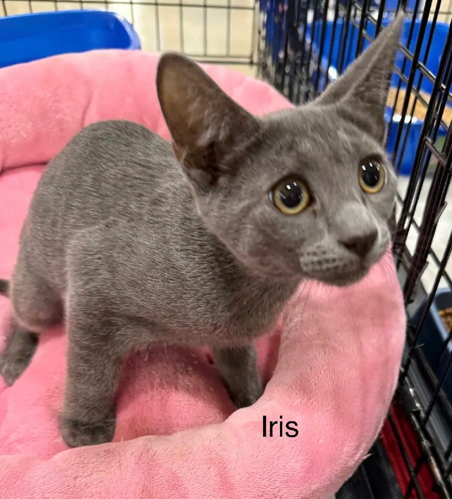 Iris - Domestic Short Hair