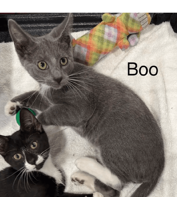 Boo - Domestic Short Hair