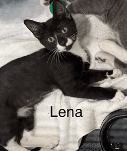 Lena image 1