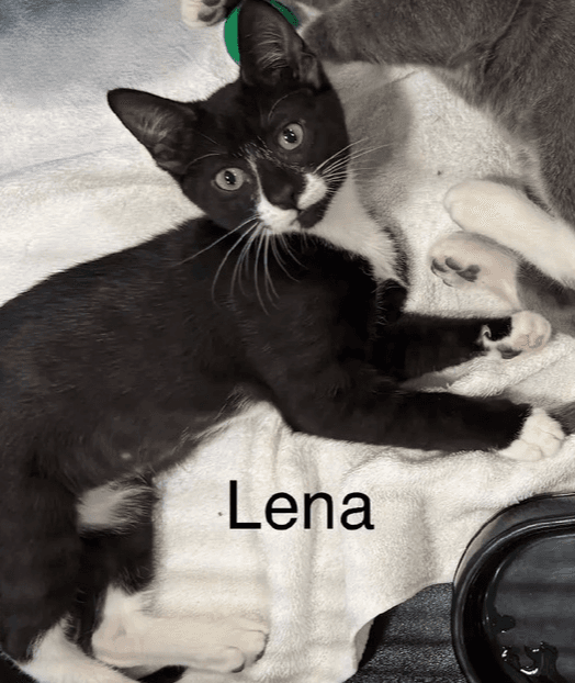 Lena - Domestic Short Hair
