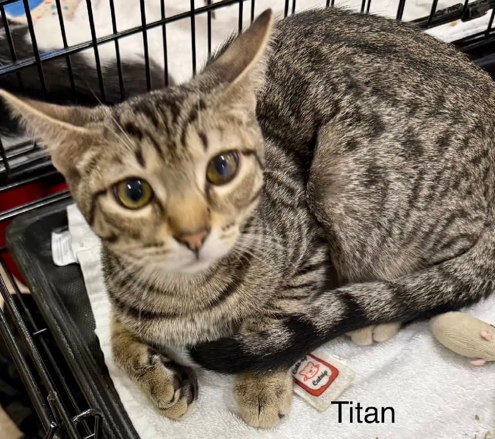 Titan - Domestic Short Hair