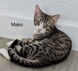 Mako image 1