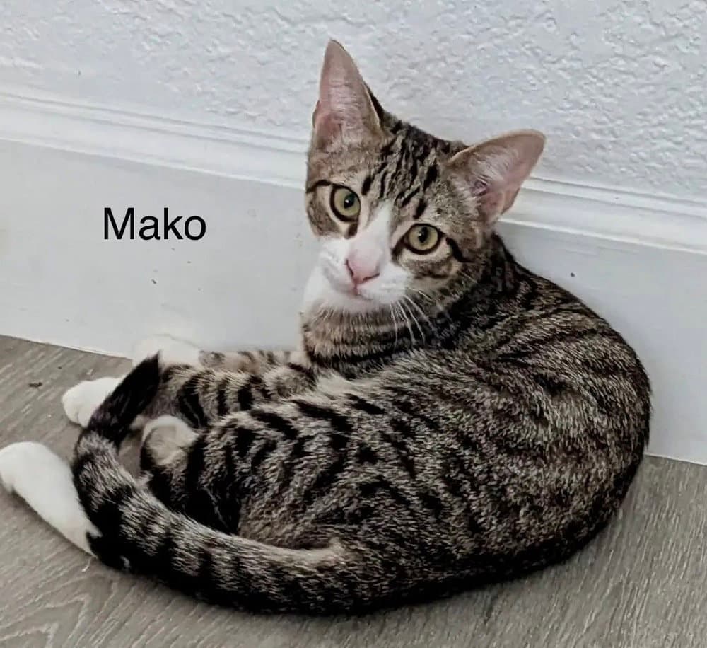 Mako - Domestic Short Hair