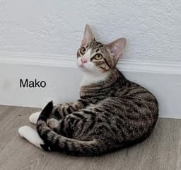 Mako image 2