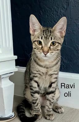 Ravioli image 1