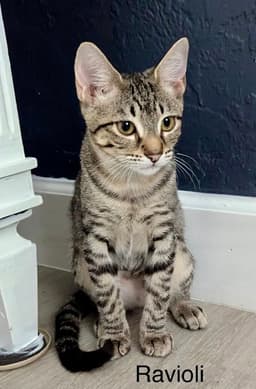 Ravioli image 2
