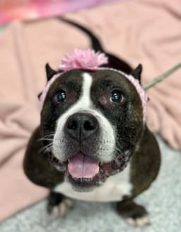 Delilah image 2