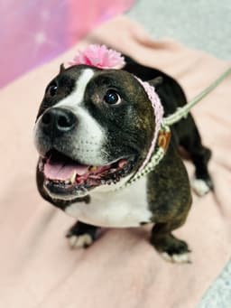 Delilah image 3