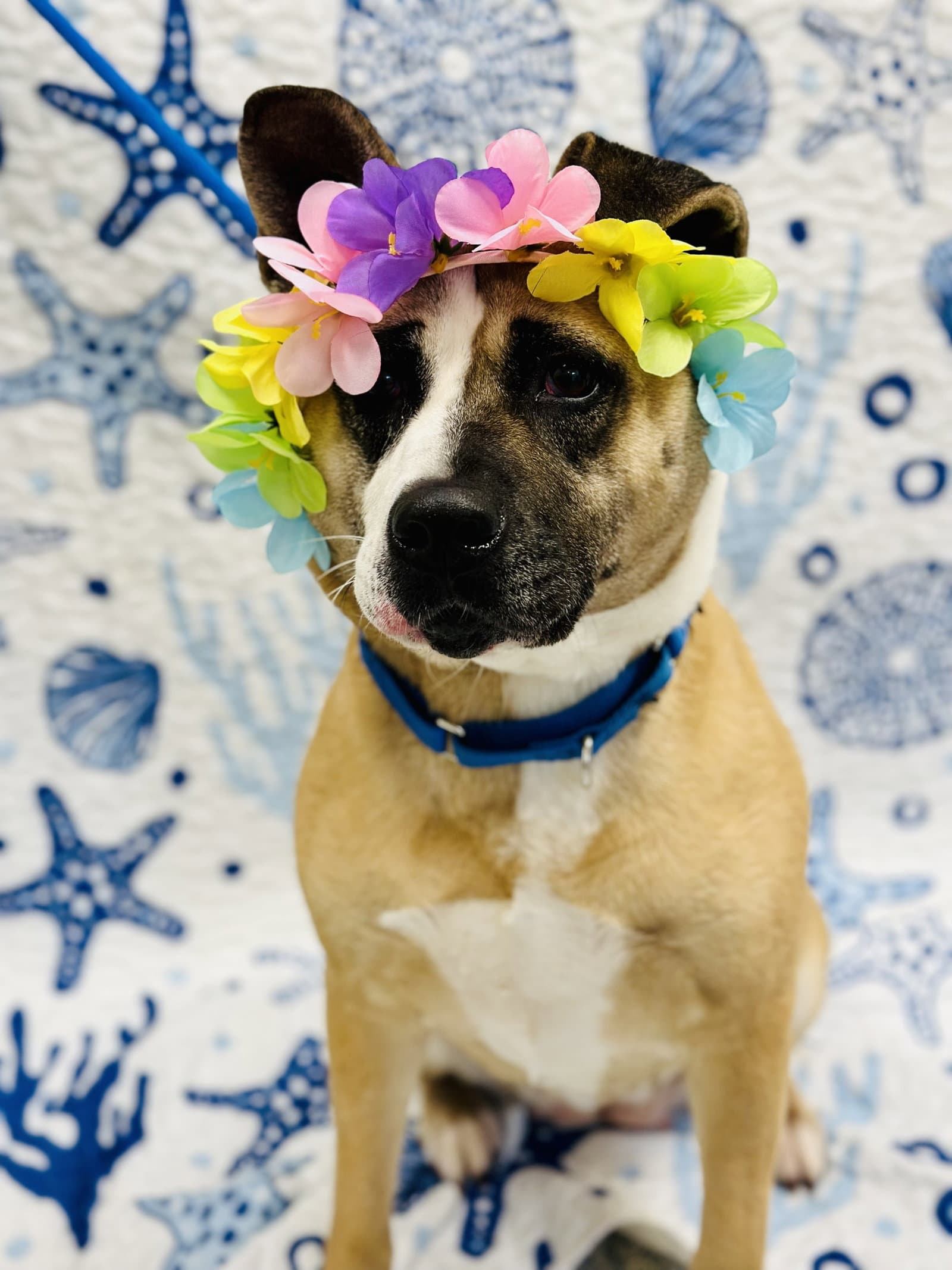 Hazel - Akita