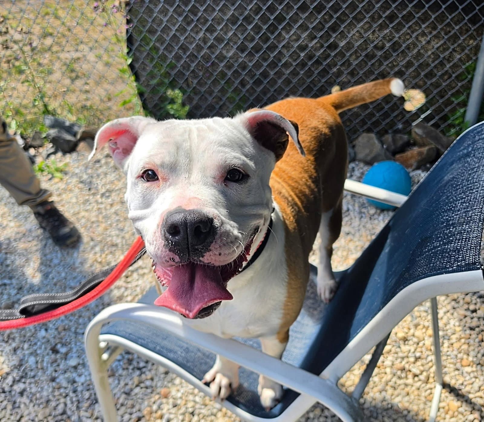 Millie - American Bulldog