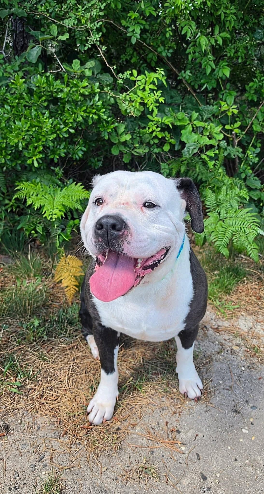 Gordo - American Bulldog