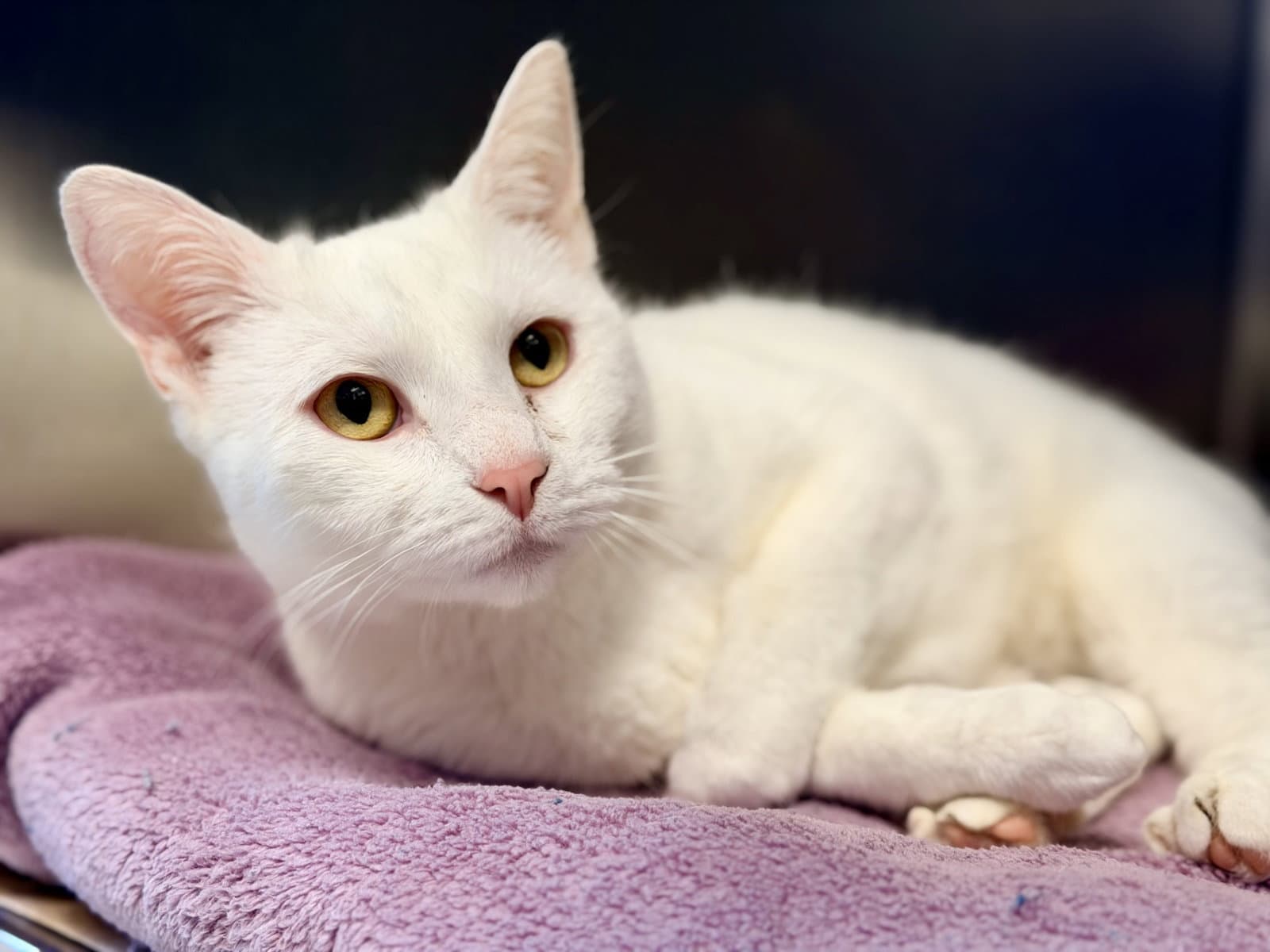 Jasmine - Domestic Short Hair