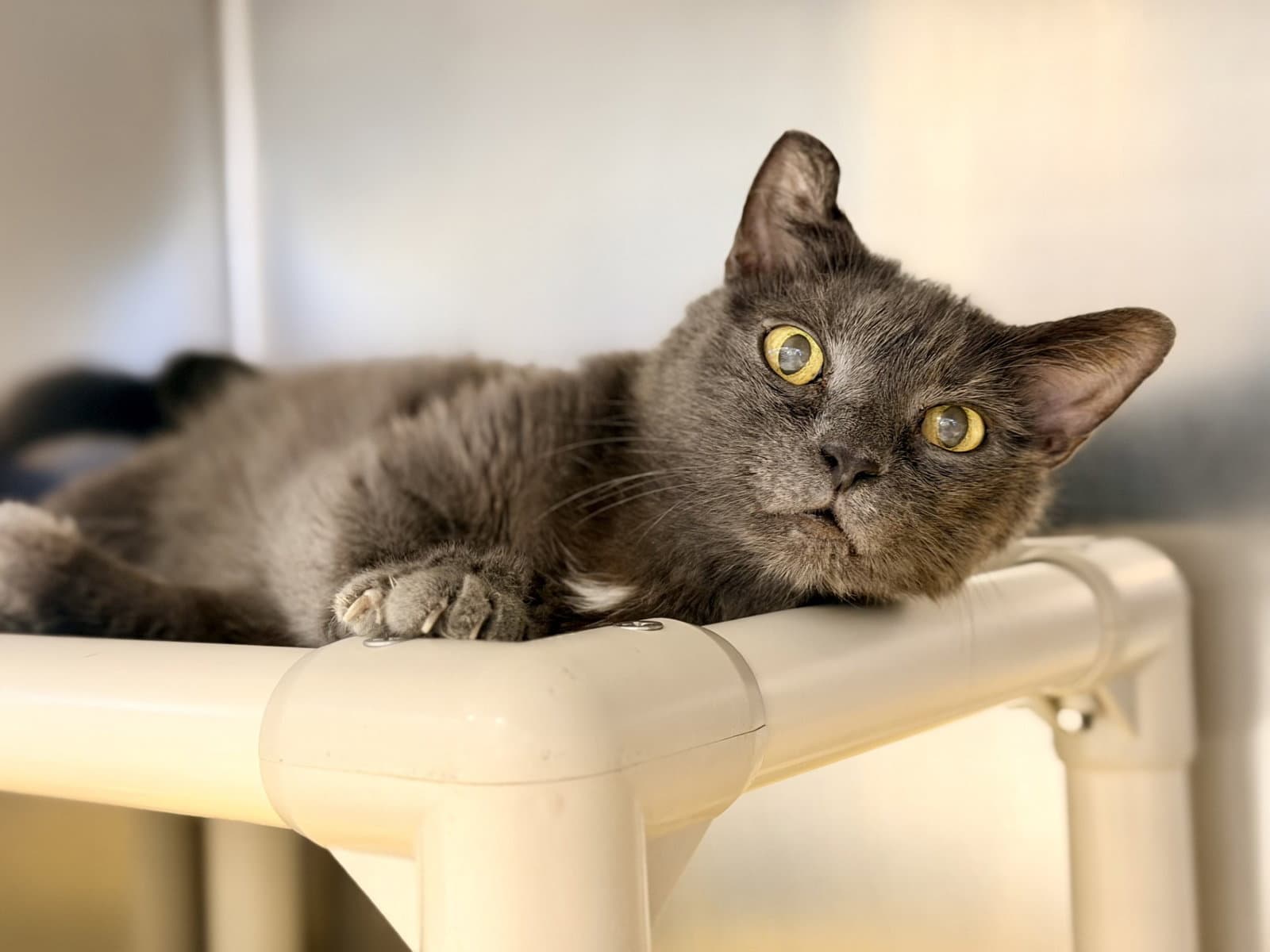 Jonas - Domestic Short Hair