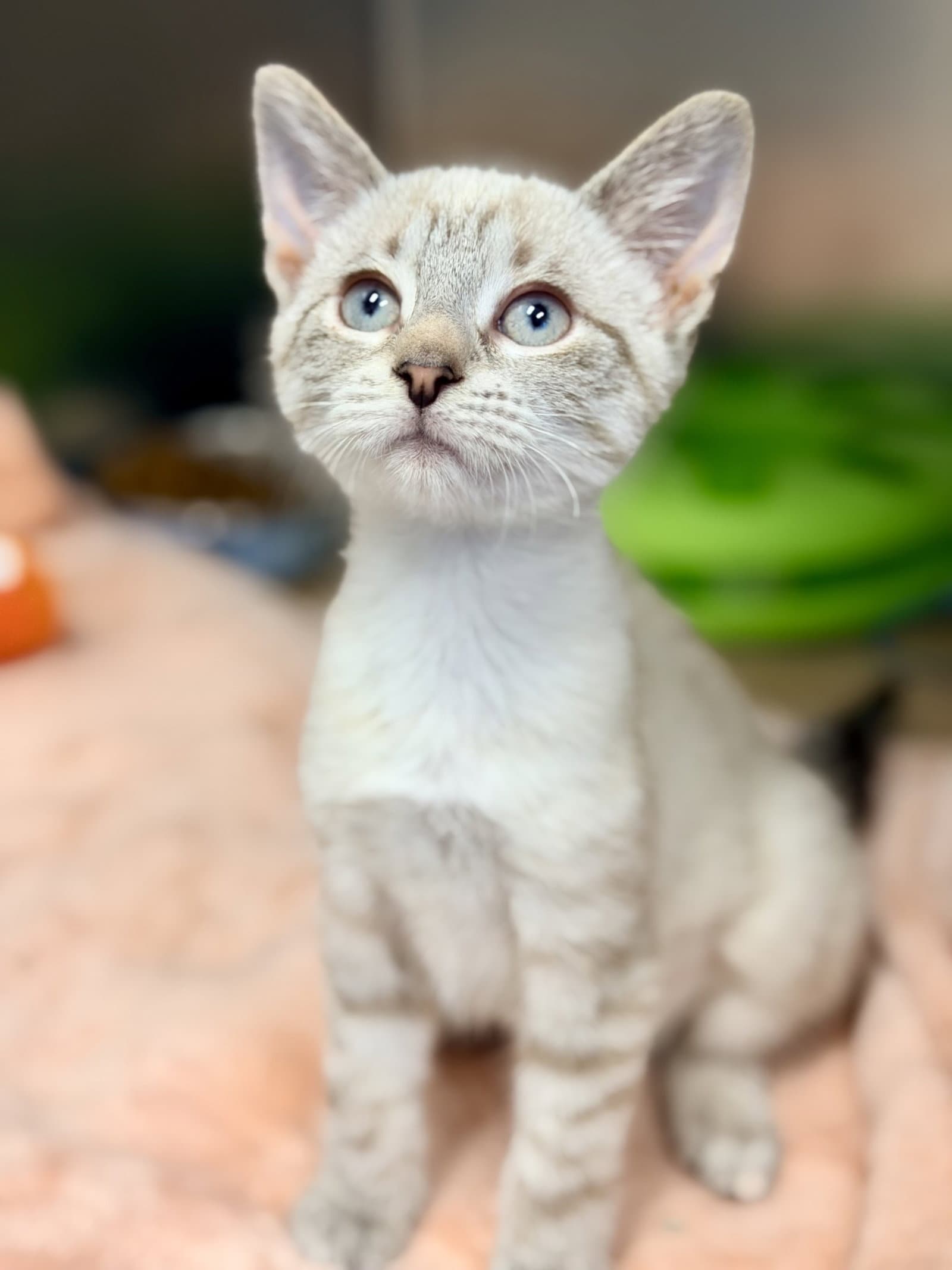Penny - Siamese