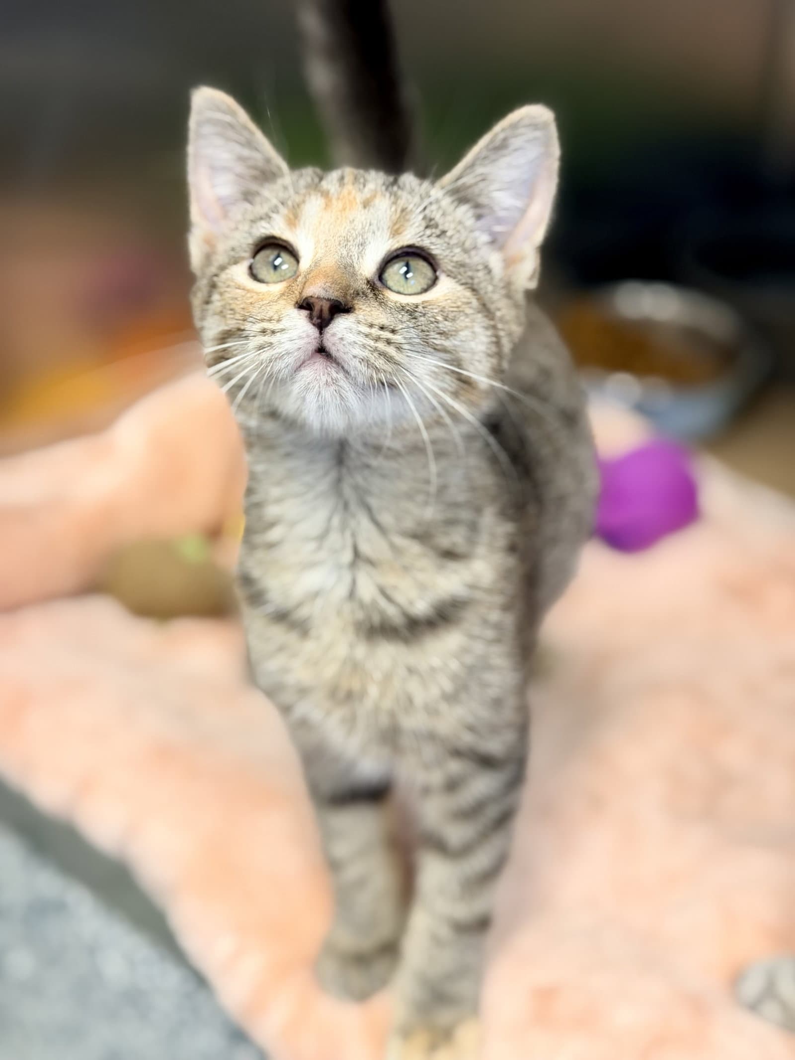 Amy - Domestic Short Hair