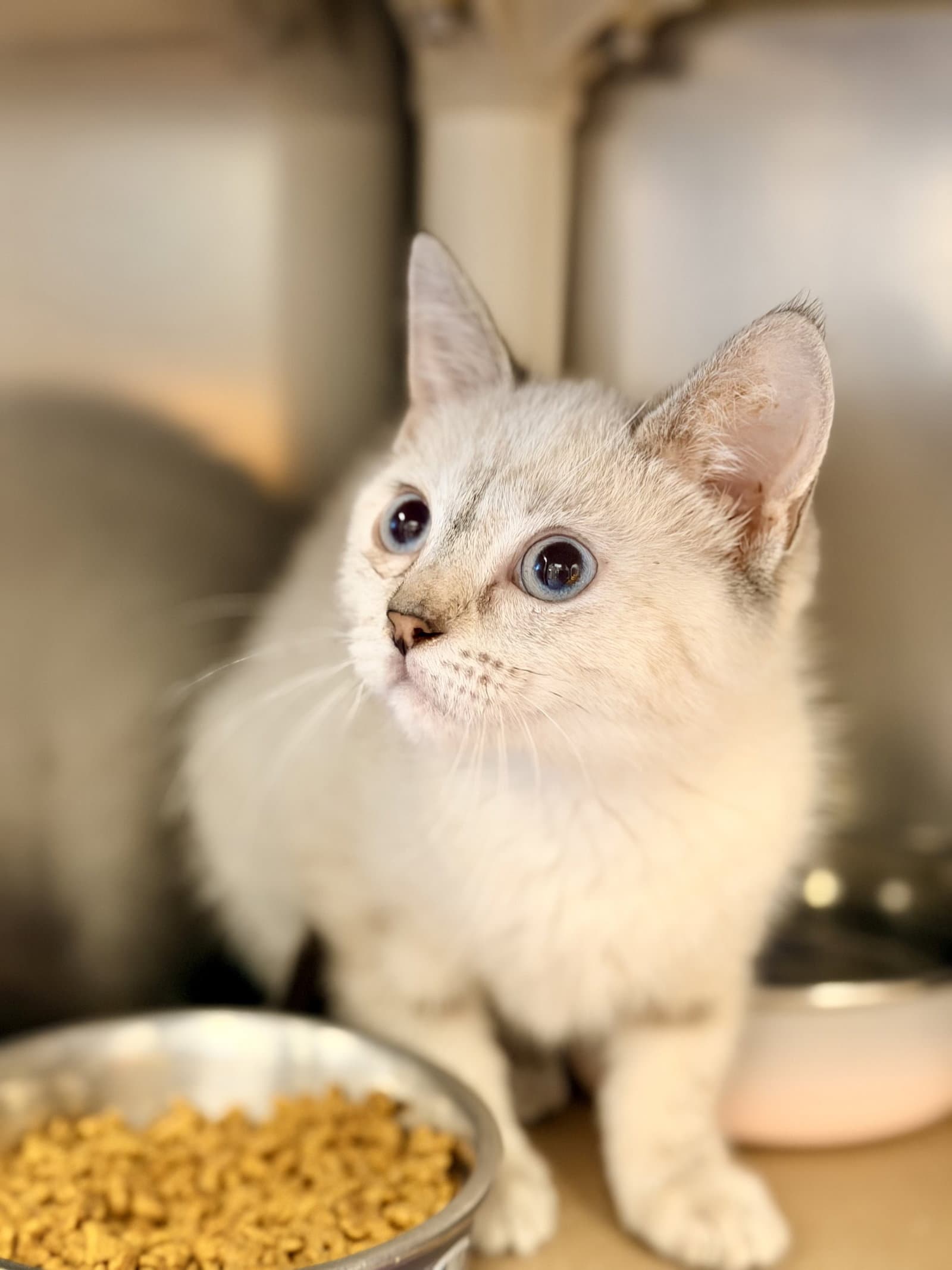 Koko - Siamese
