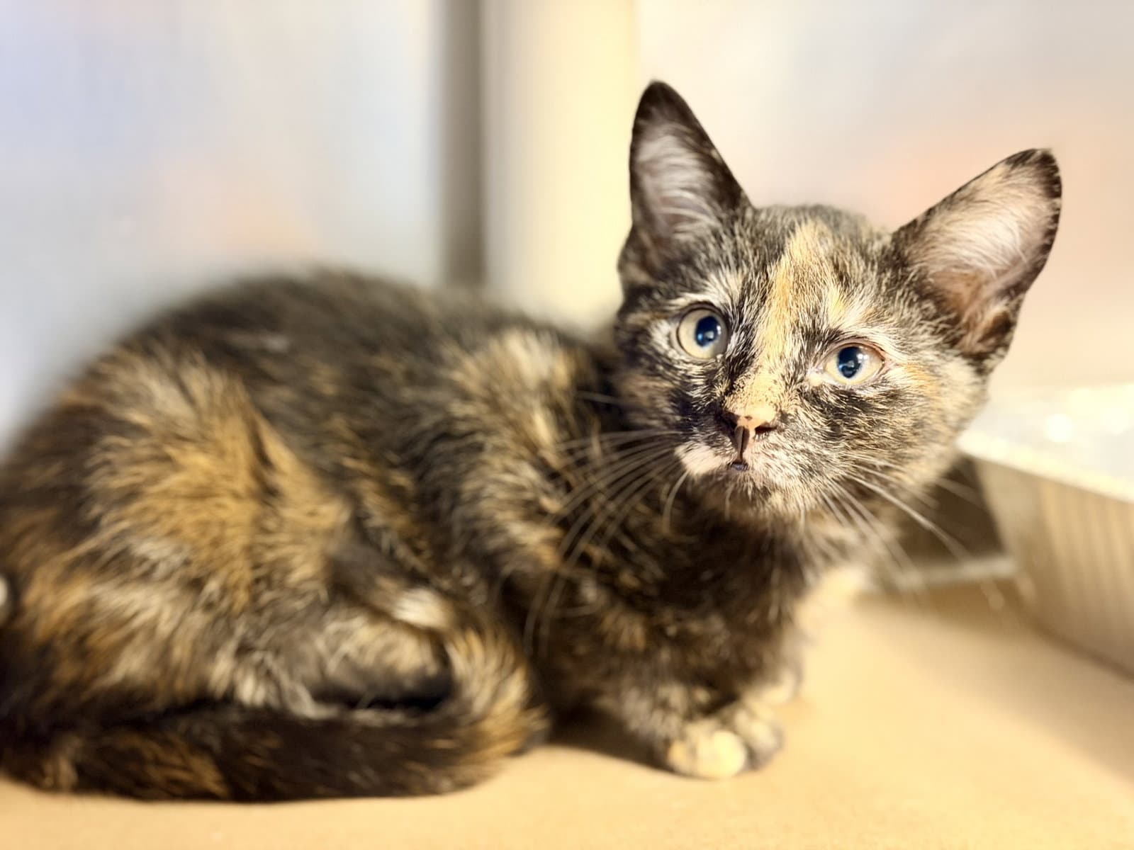 Kayda - Domestic Short Hair