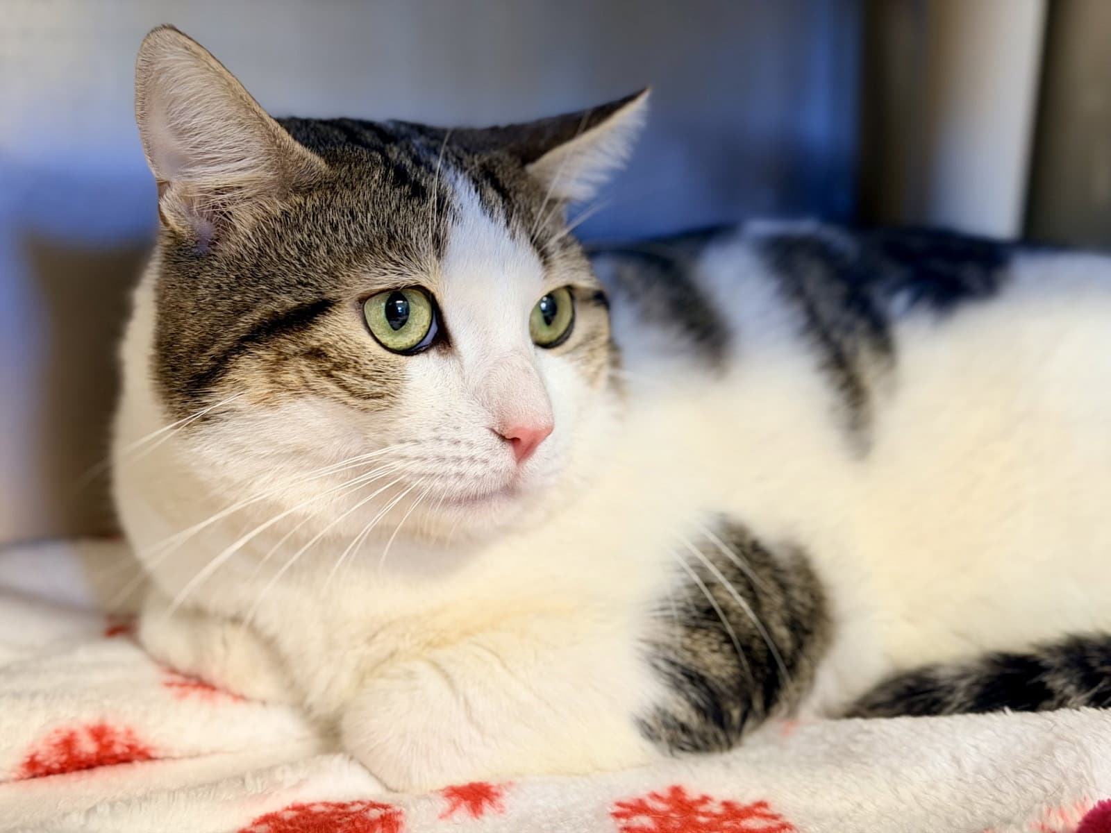 Toby - Domestic Short Hair