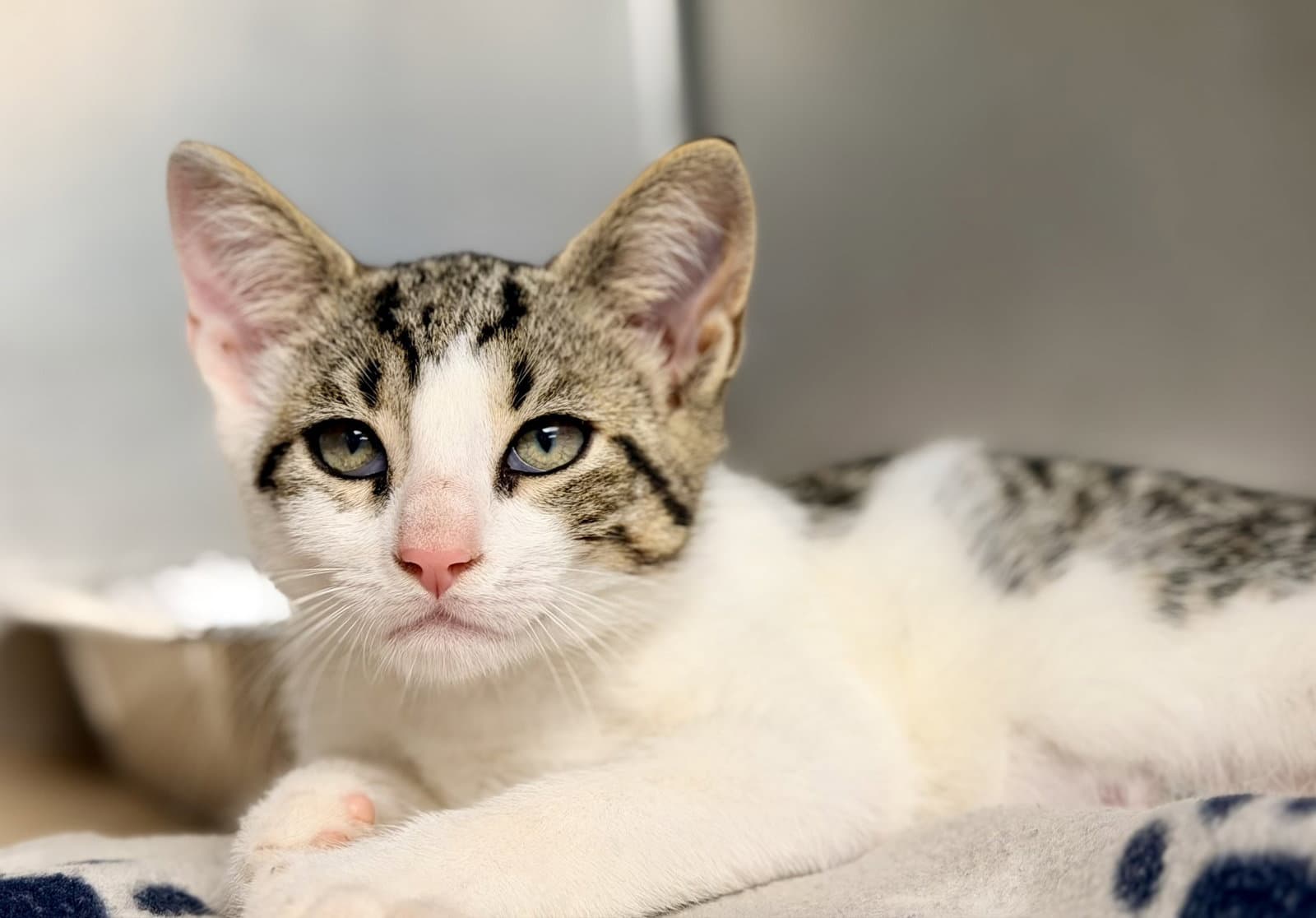 Robert - Domestic Short Hair
