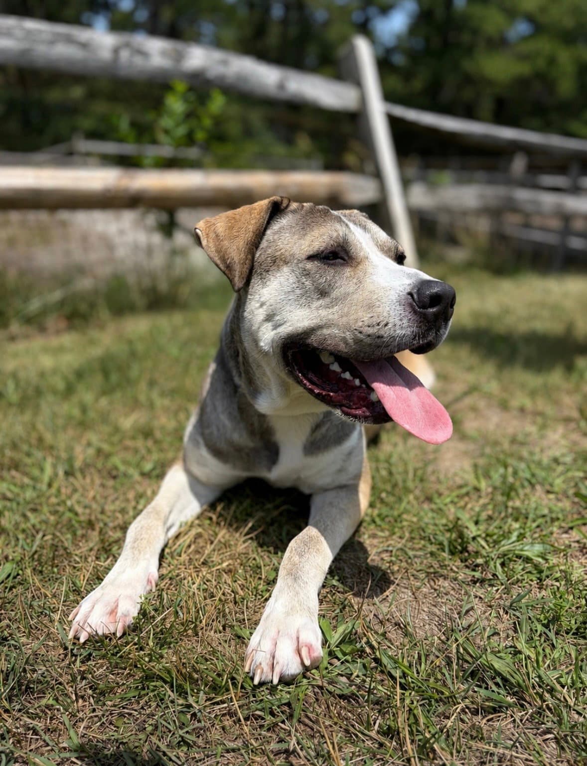 Parker - Terrier