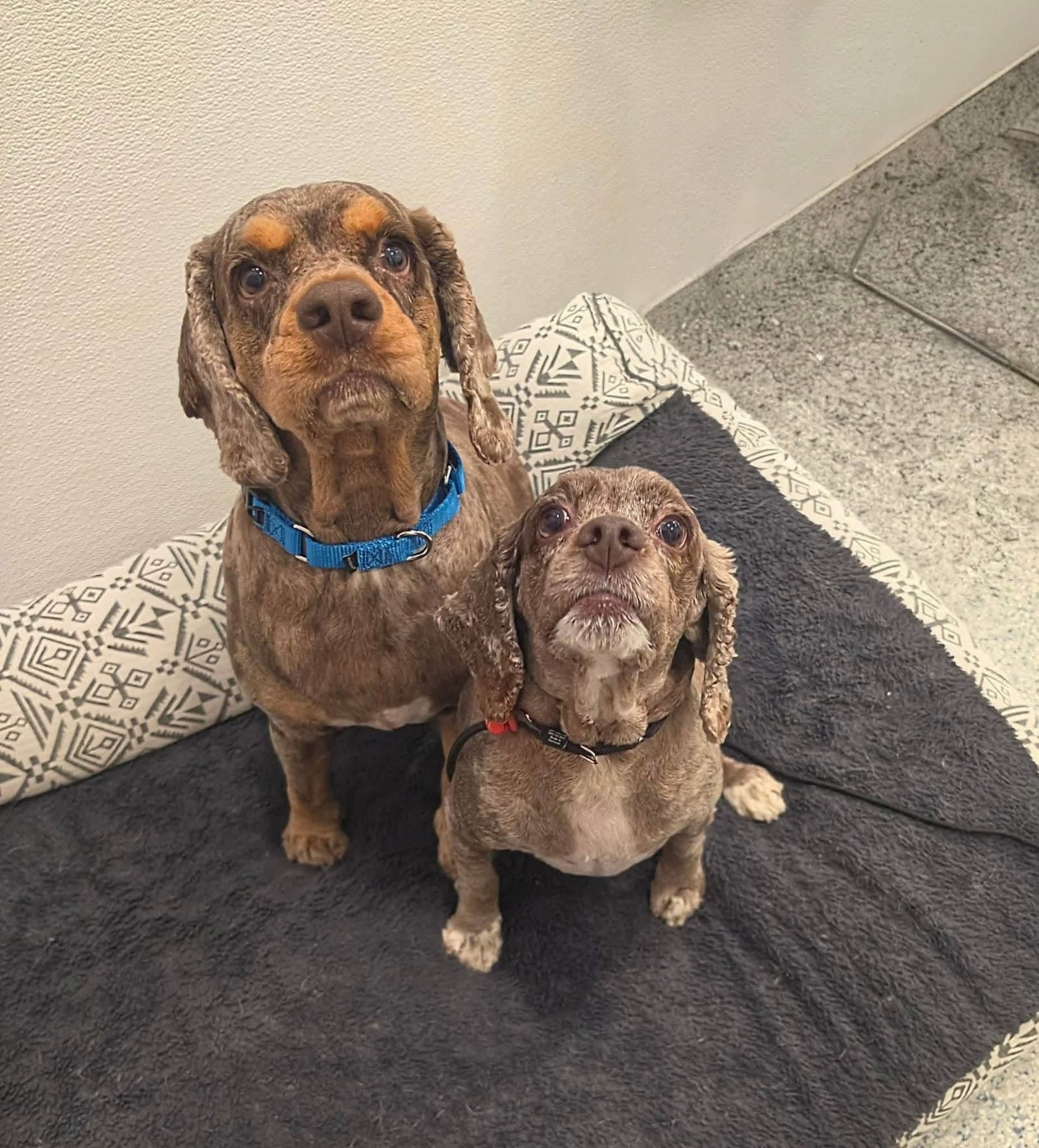 Layla And Louis - Cocker Spaniel