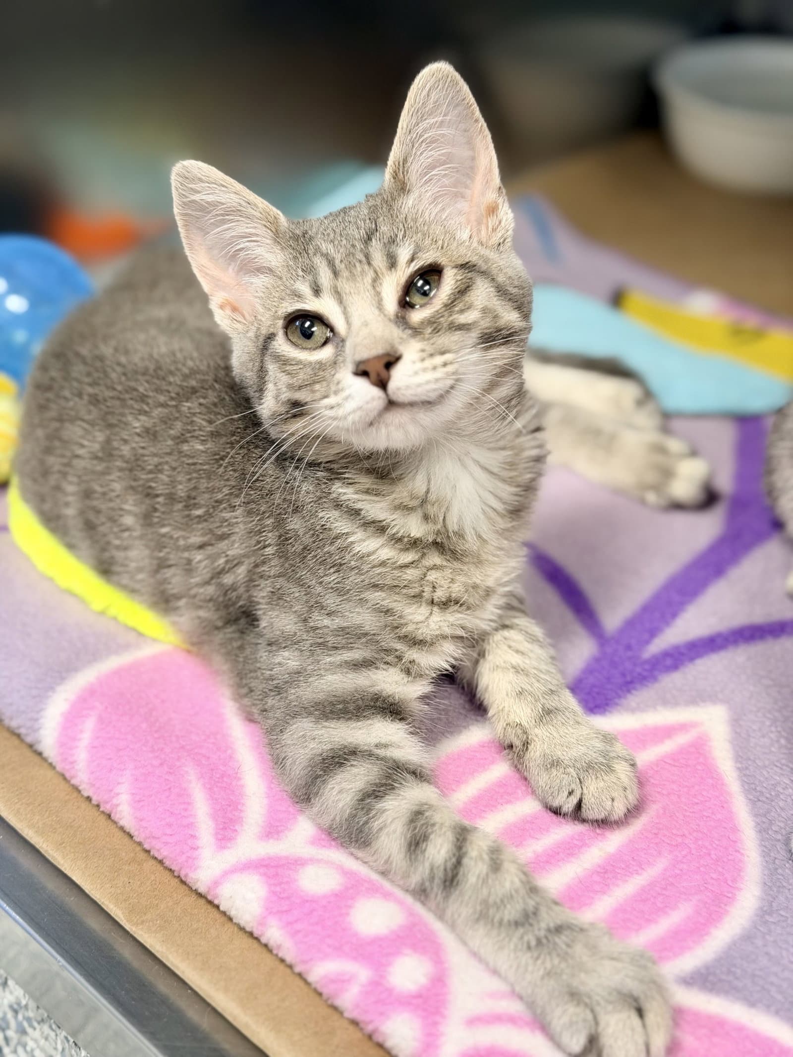 Sprout - Domestic Short Hair