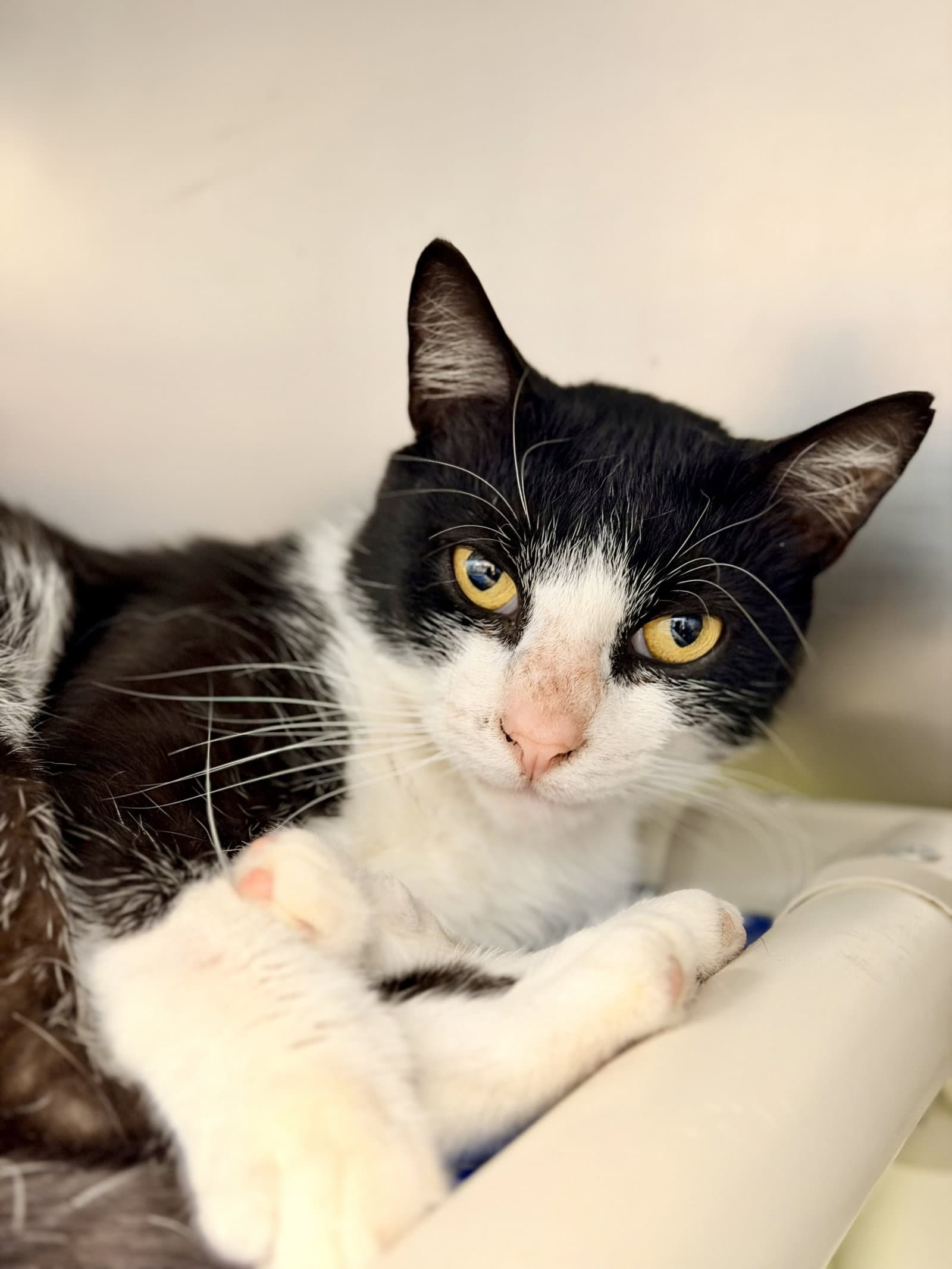 Boots - Domestic Short Hair