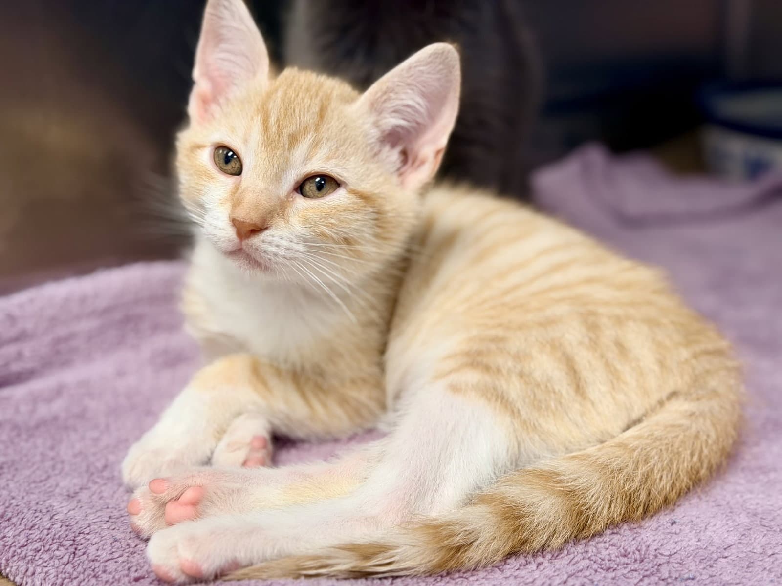 Lemon - Domestic Short Hair