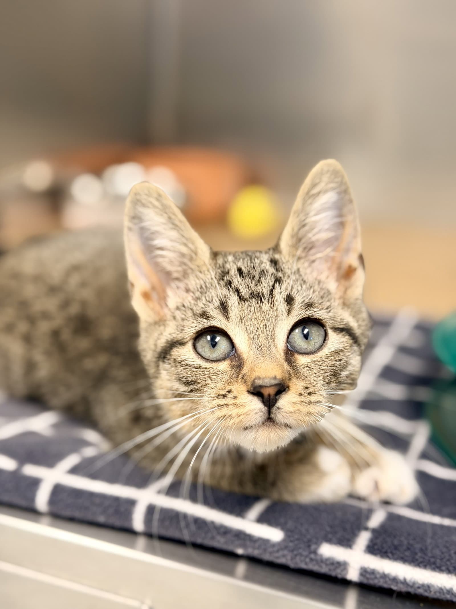 Sky - Domestic Short Hair