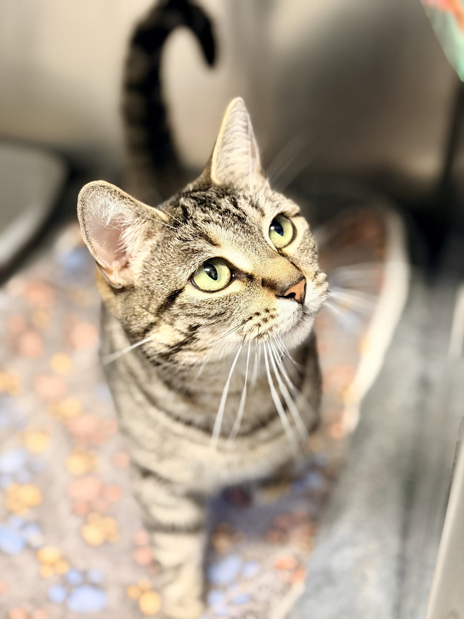 Gracie - Domestic Short Hair